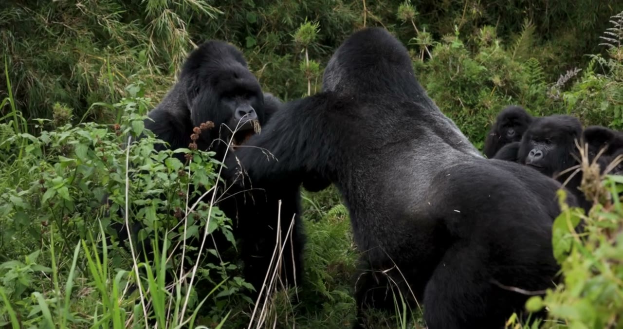 Mountain gorillas in the forests of Volcanoes National Park